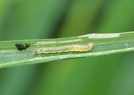 Leaf folder